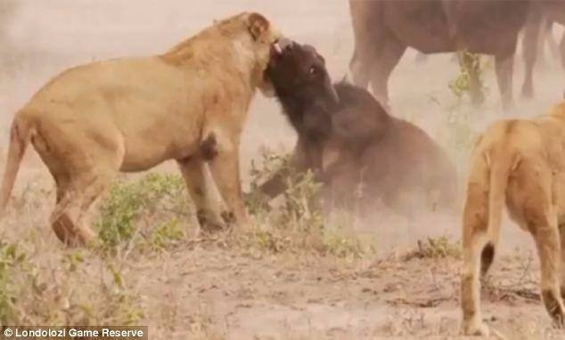 Aslanların en başarısız saldırıları 36