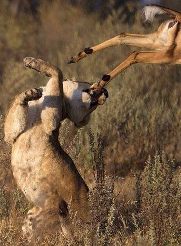 Aslanların en başarısız saldırıları 40