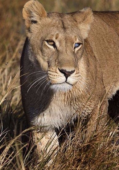 Aslanların en başarısız saldırıları 42