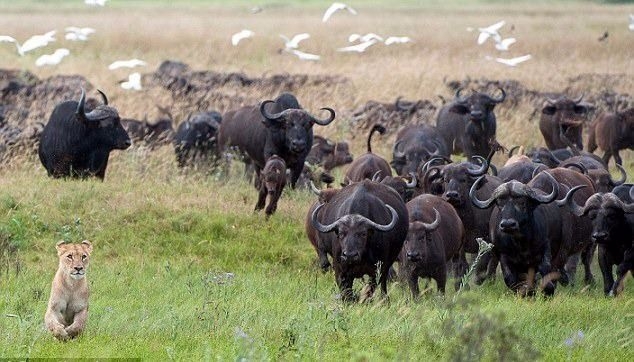 Aslanların en başarısız saldırıları 45