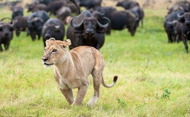 Aslanların en başarısız saldırıları 46