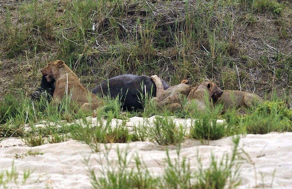 Aslanların en başarısız saldırıları 5