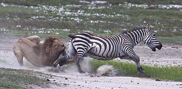 Aslanların en başarısız saldırıları 54