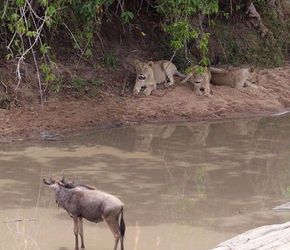Aslanların en başarısız saldırıları 56