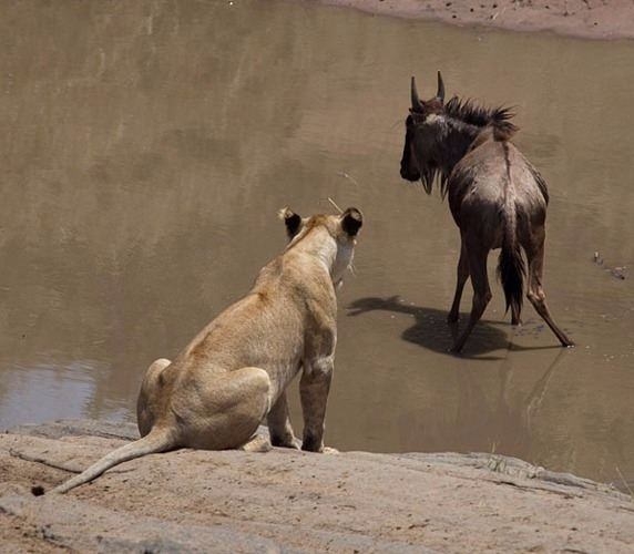 Aslanların en başarısız saldırıları 57