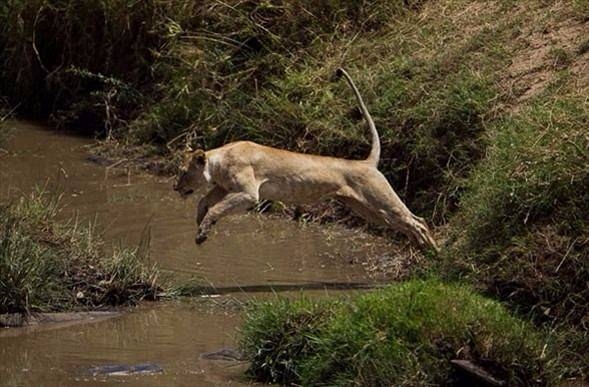 Aslanların en başarısız saldırıları 58