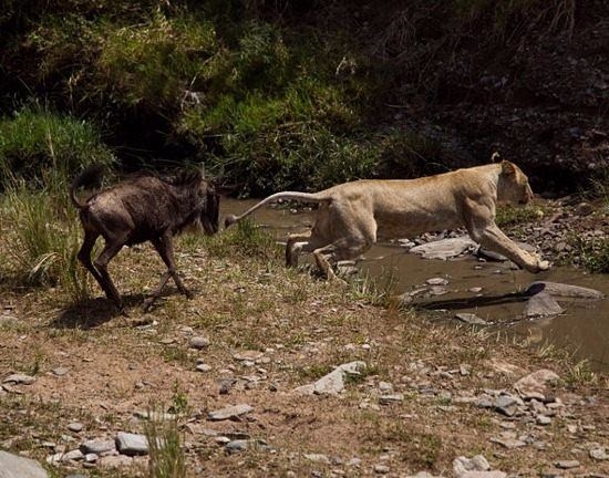Aslanların en başarısız saldırıları 59