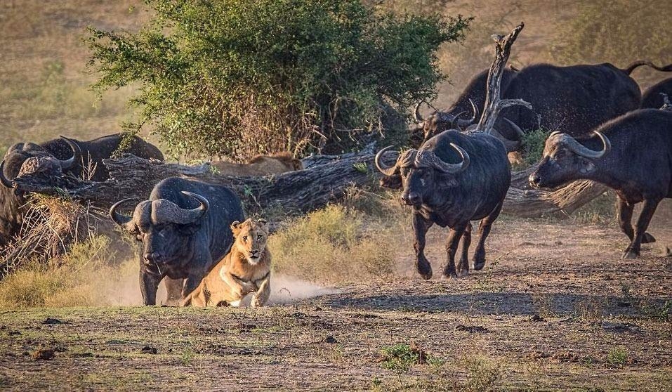 Aslanların en başarısız saldırıları 6