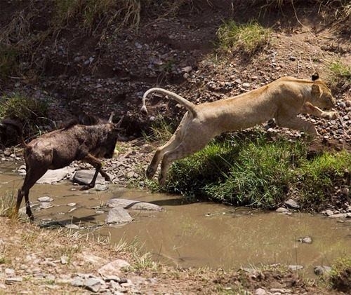 Aslanların en başarısız saldırıları 60