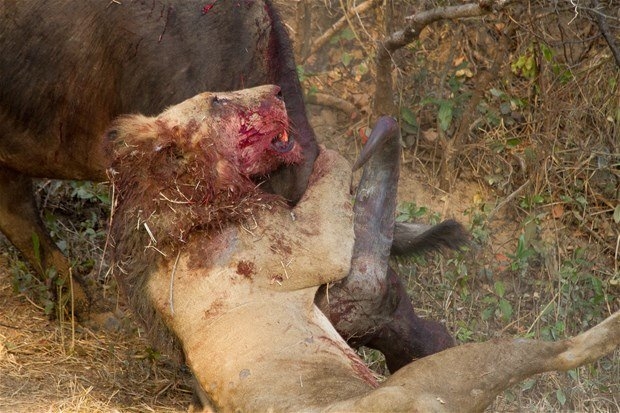 Aslanların en başarısız saldırıları 72