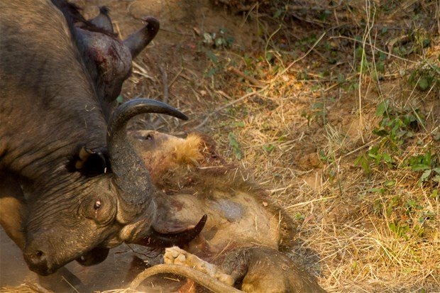 Aslanların en başarısız saldırıları 80