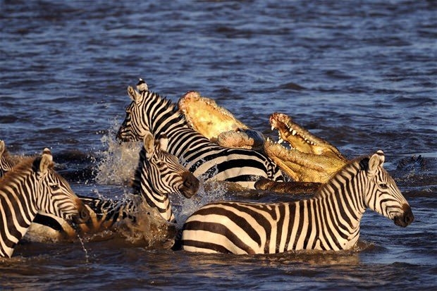 Aslanların en başarısız saldırıları 87