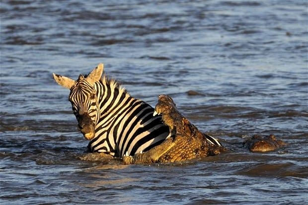 Aslanların en başarısız saldırıları 89