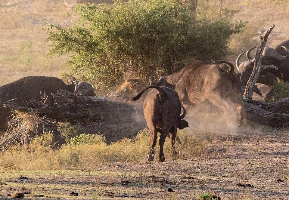 Aslanların en başarısız saldırıları 9