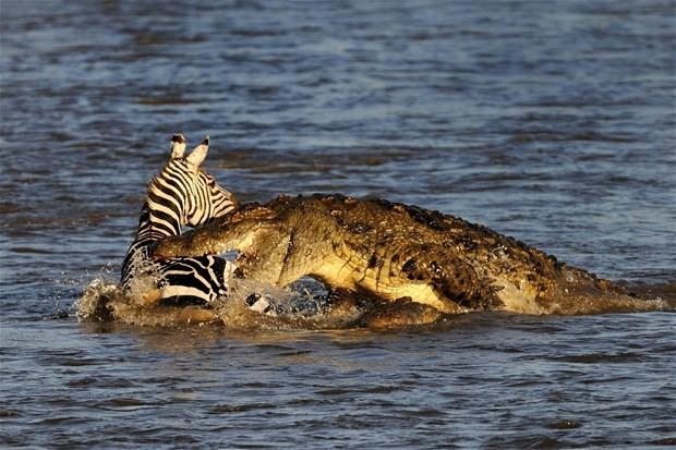 Aslanların en başarısız saldırıları 90