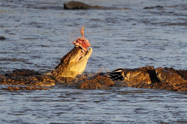 Aslanların en başarısız saldırıları 95