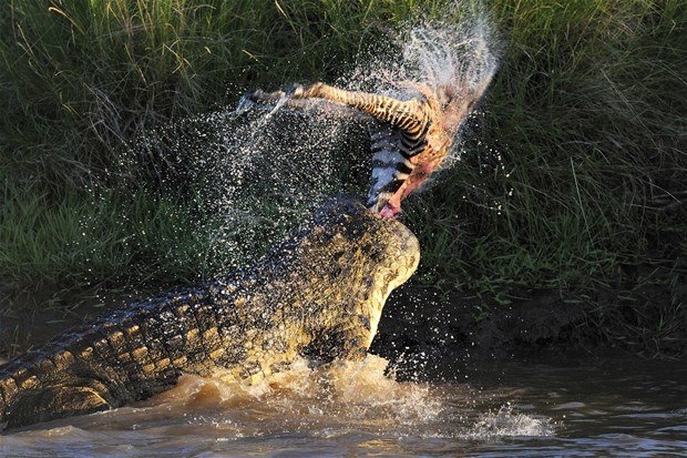 Aslanların en başarısız saldırıları 97