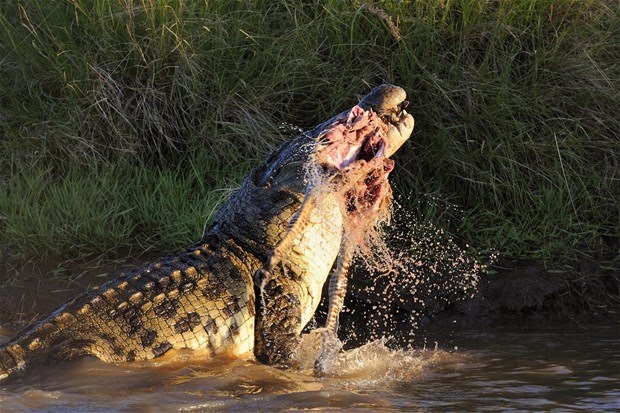 Aslanların en başarısız saldırıları 98