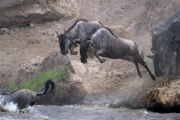 Aslanların en başarısız saldırıları 99