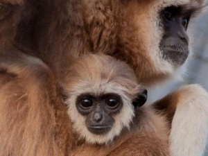 Para bulunmazsa 600 hayvan öldürülecek!