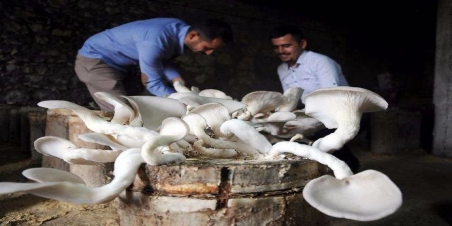 Günde 15 dakika çalışıp para basıyorlar