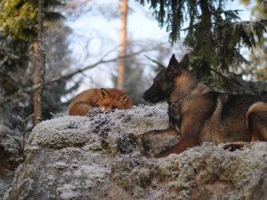 Tilki ile köpeğin şaşırtan dostluğu