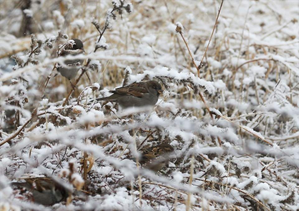 Türkiye'den beyaz manzaralar 13