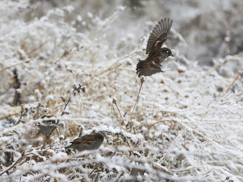 Türkiye'den beyaz manzaralar 14