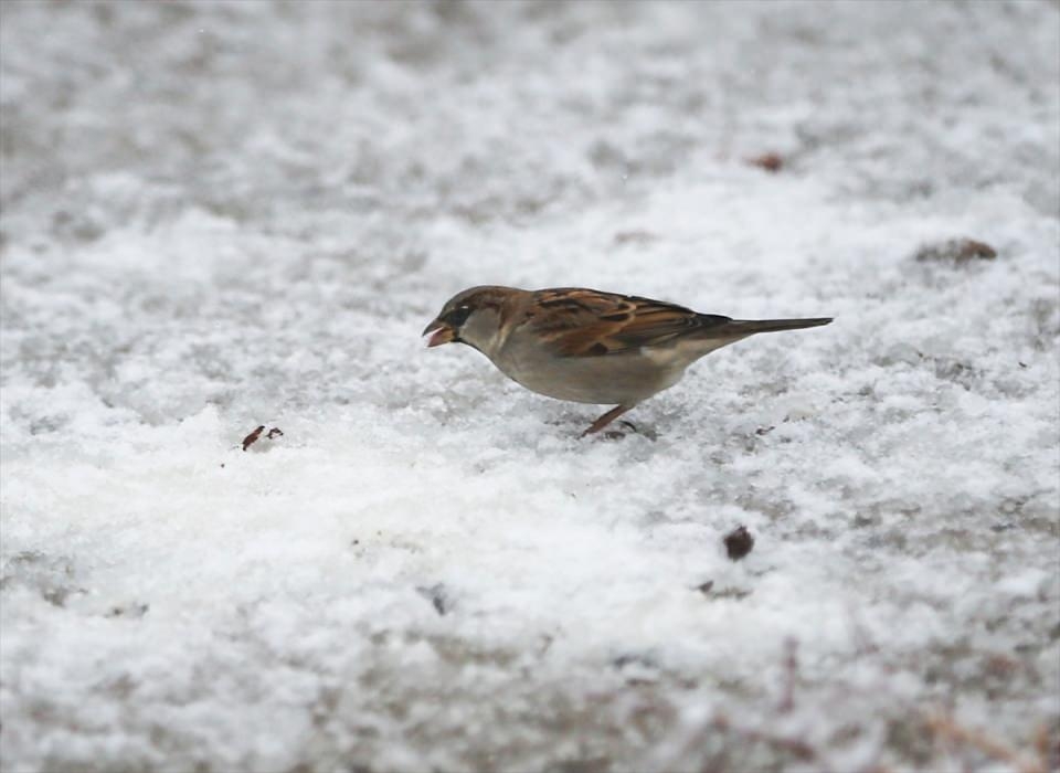 Türkiye'den beyaz manzaralar 7