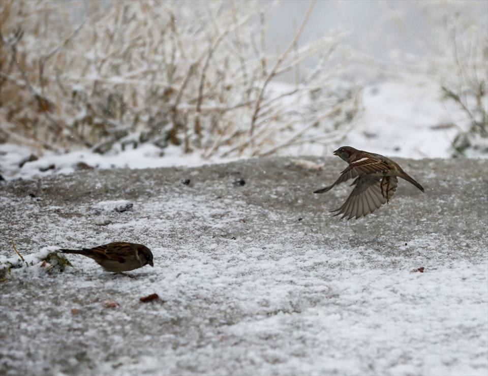 Türkiye'den beyaz manzaralar 8