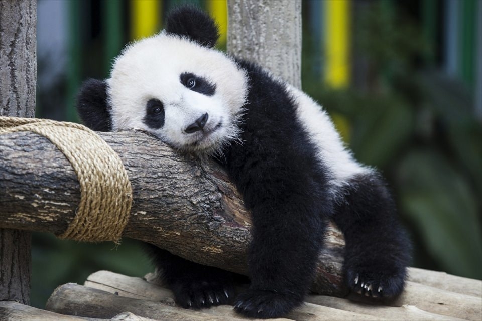 AFP objektifinden 2016'nın en iyi fotoğrafları 147