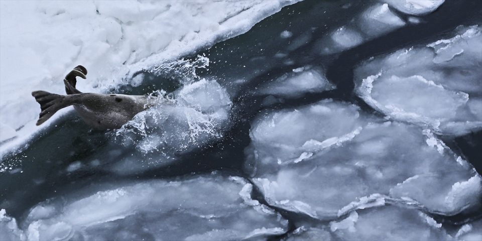 AFP objektifinden 2016'nın en iyi fotoğrafları 170