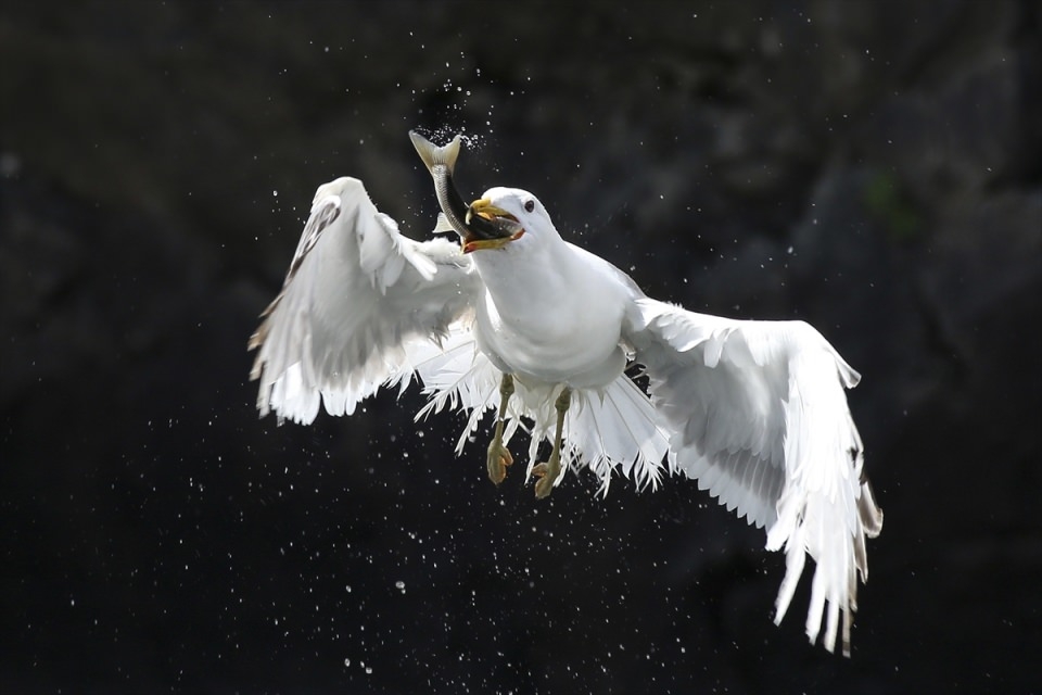 AFP objektifinden 2016'nın en iyi fotoğrafları 180