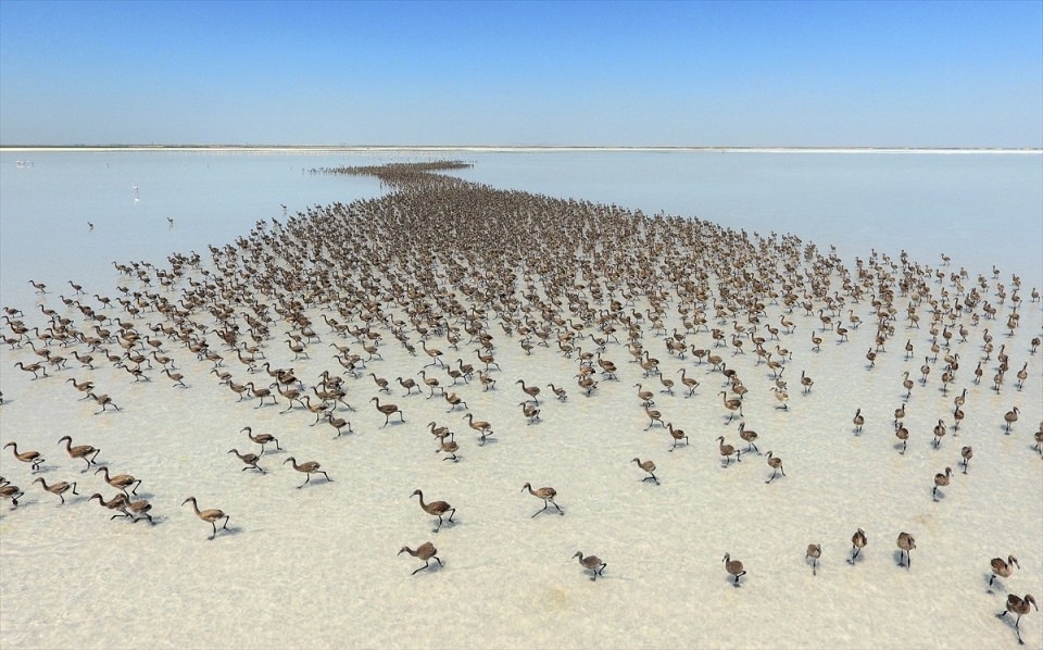 AFP objektifinden 2016'nın en iyi fotoğrafları 189