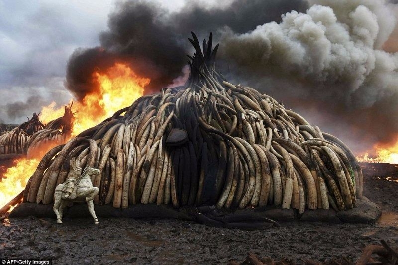 AFP objektifinden 2016'nın en iyi fotoğrafları 93
