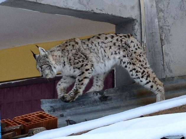 Sivas'ta meydana çıktı! 1