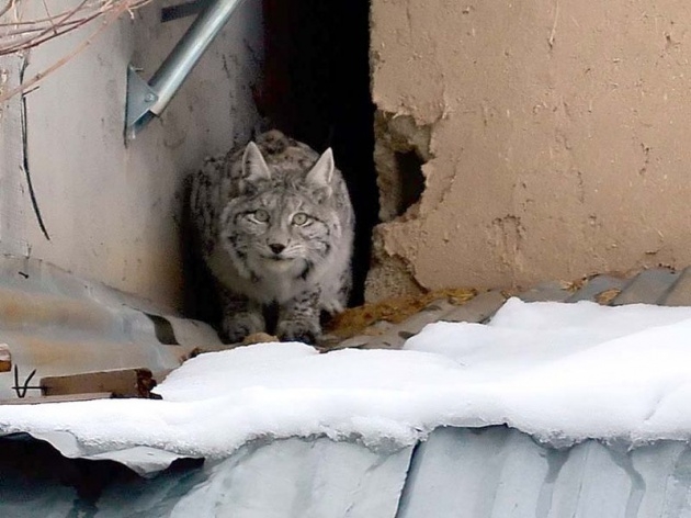 Sivas'ta meydana çıktı! 2