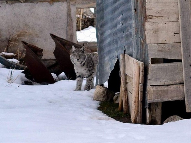 Sivas'ta meydana çıktı! 3