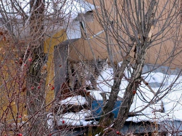 Sivas'ta meydana çıktı! 4