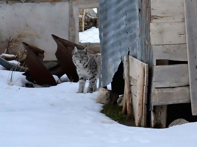 Sivas'ta meydana çıktı! 5