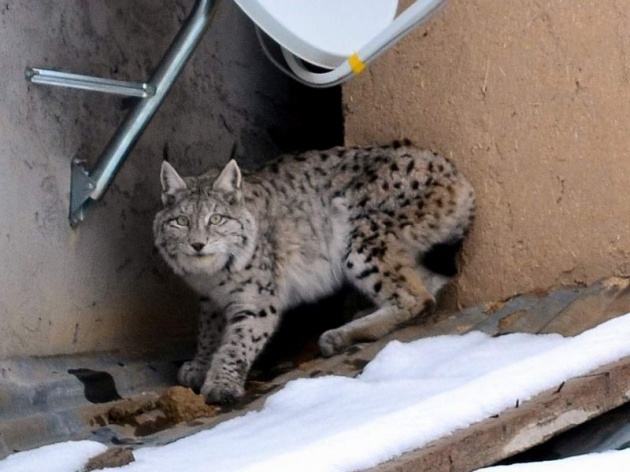 Sivas'ta meydana çıktı! 6