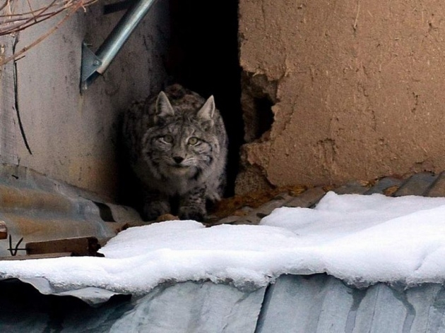 Sivas'ta meydana çıktı! 7