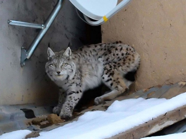 Sivas'ta meydana çıktı! 8