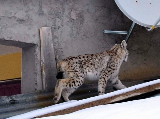 Sivas'ta meydana çıktı! 9