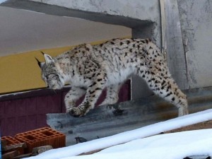 Sivas'ta meydana çıktı!