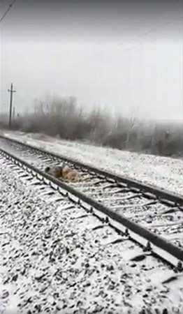 Hayvanlar insan gibi davranırsa 10