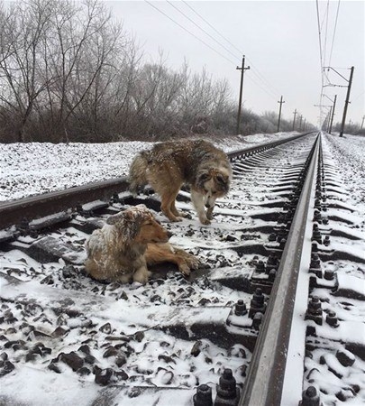Hayvanlar insan gibi davranırsa 11
