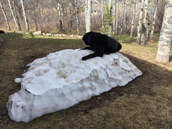 Hayvanlar insan gibi davranırsa 19