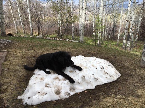 Hayvanlar insan gibi davranırsa 21