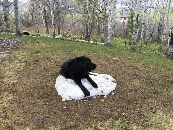 Hayvanlar insan gibi davranırsa 25